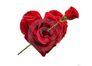 heart-shaped-rose-10107614